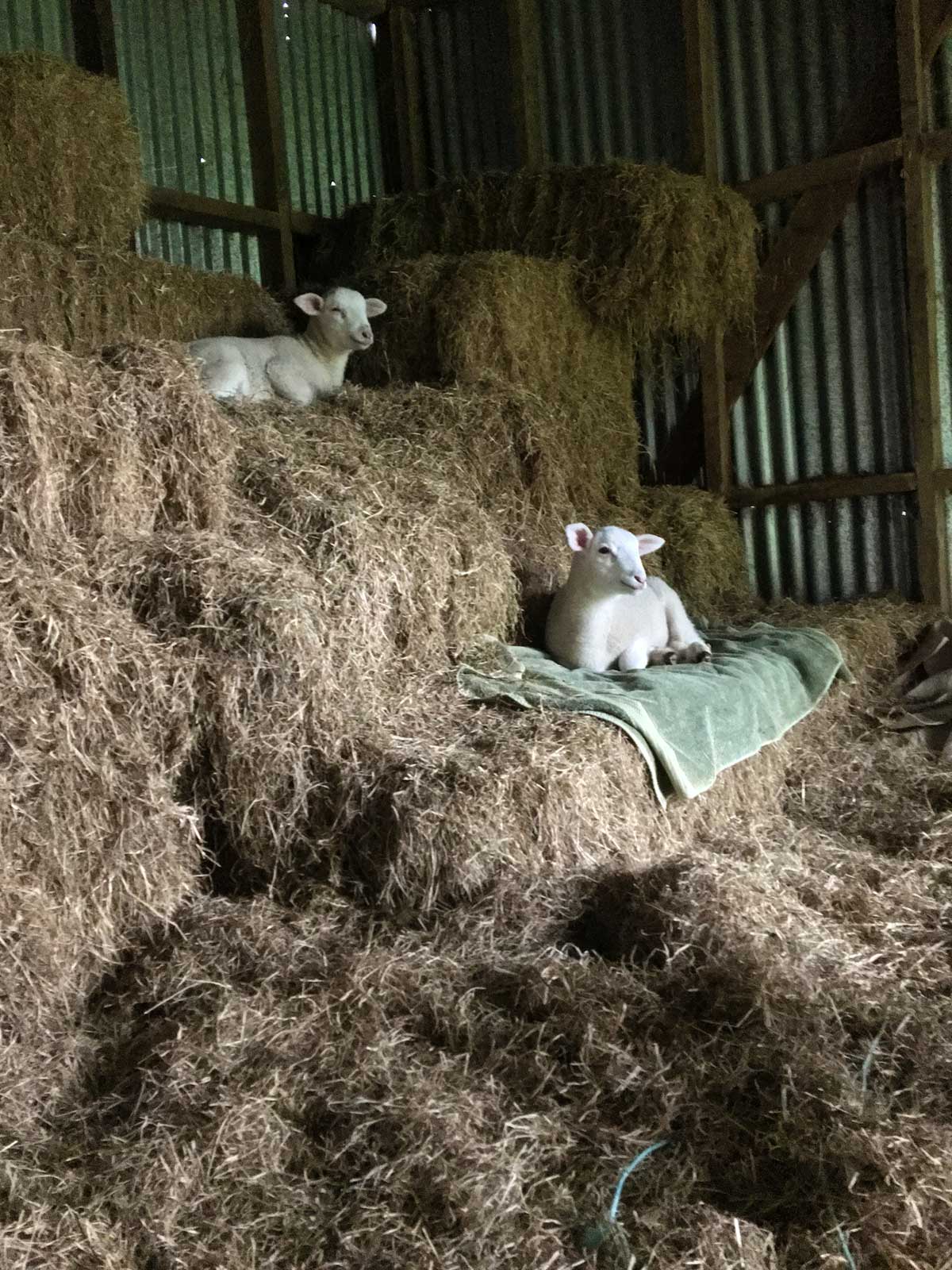 Beans and Frosty (lambs) snoozing on their hay bunks.