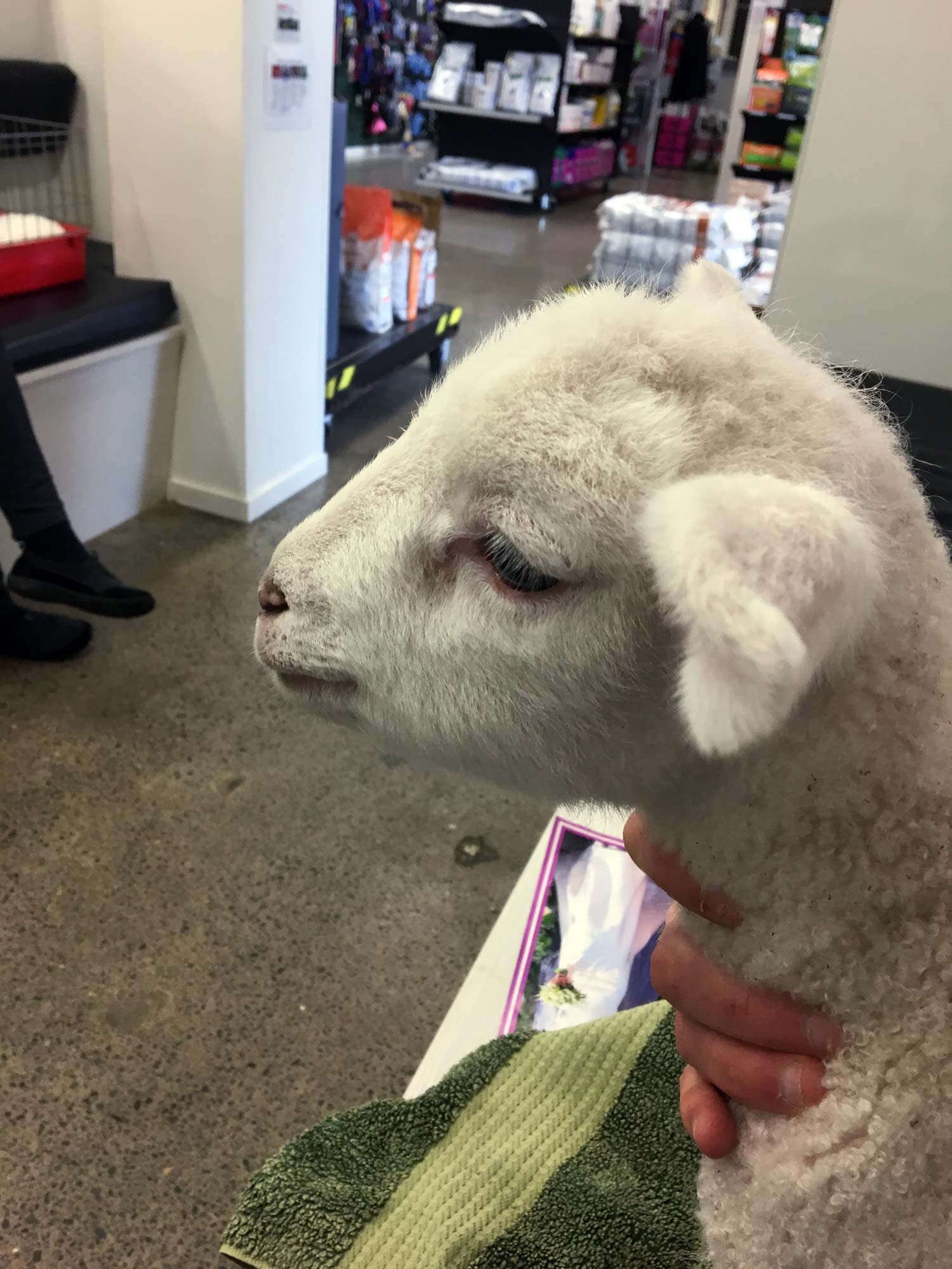 A lamb at veterinary clinic.