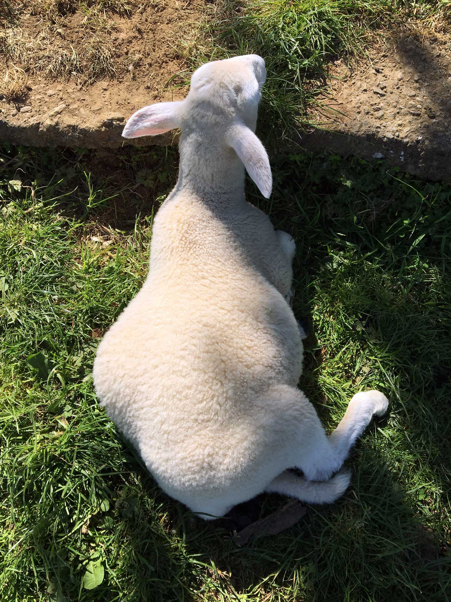 Beans (lamb) with a bloated belly