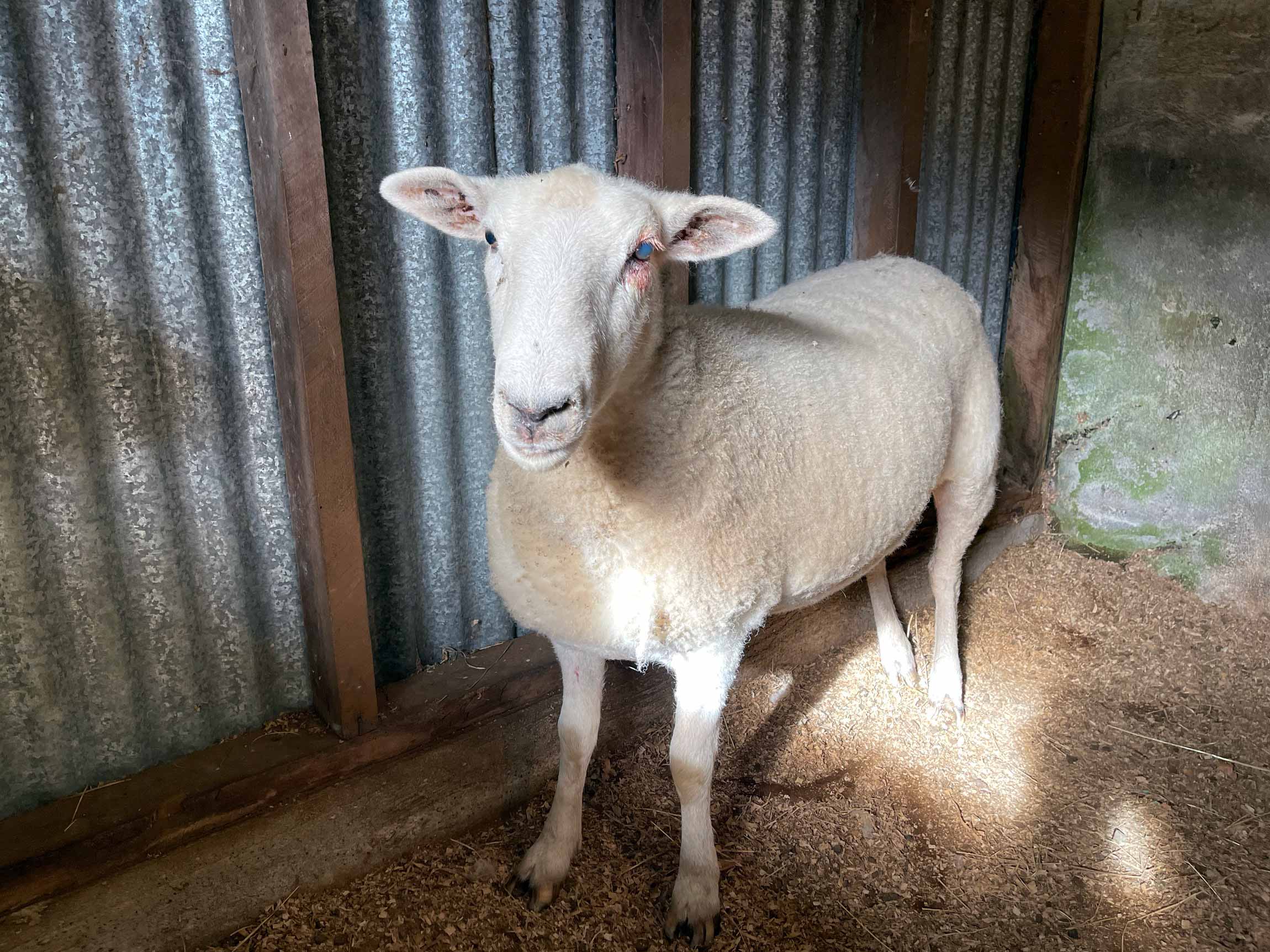 Homer (sheep) standing with his cloudy eye visible in the light.