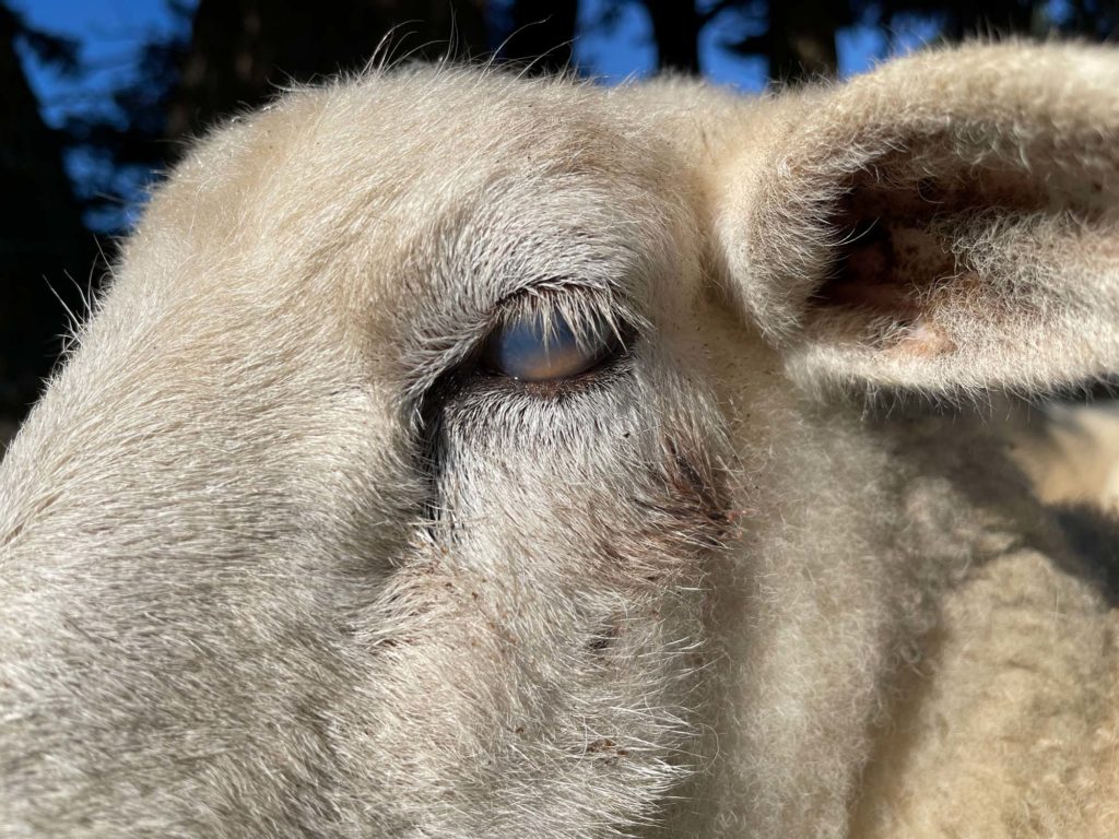 A close up of Homer's (sheep) cloudy eye.